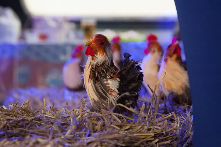 Gek op Holland Feest