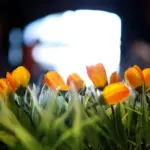 Thumbnail of http://img