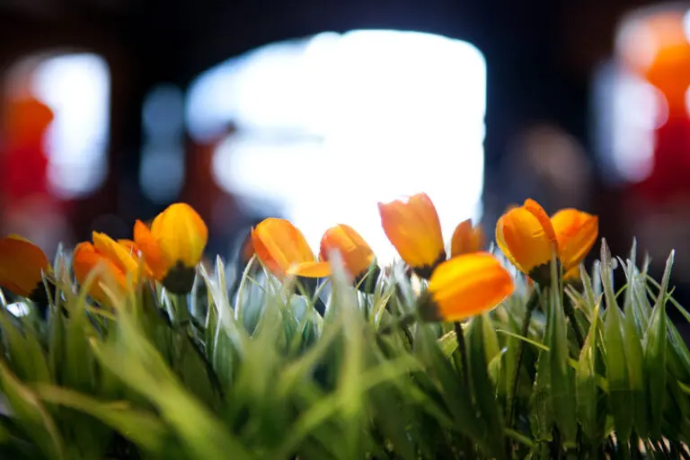 Gek op Holland Dinerspel