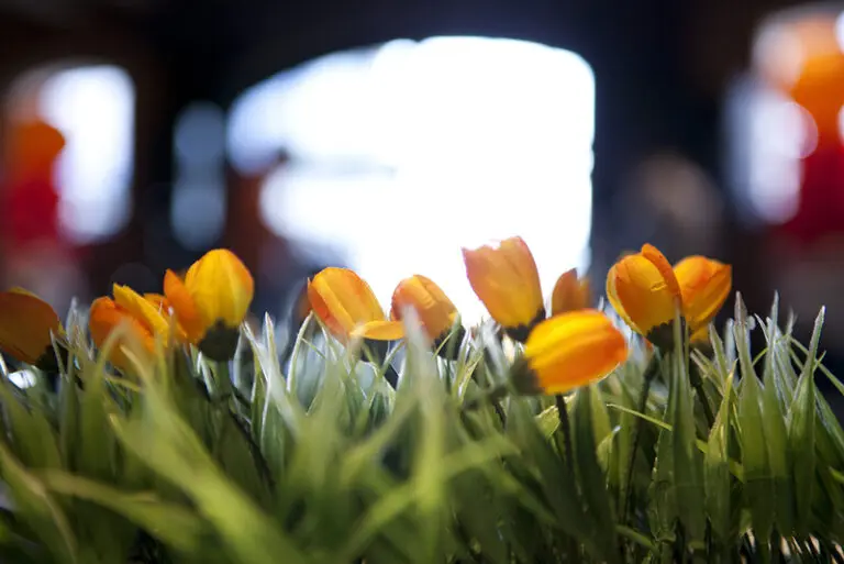 Avondprogramma | Hollandse Avond