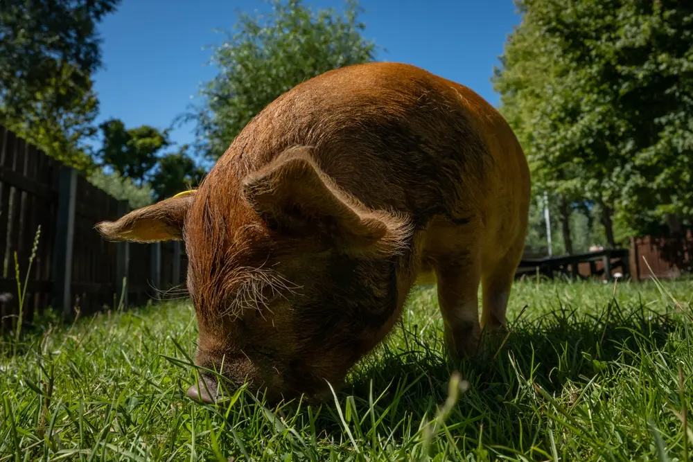 Bezienswaardigheden in Nieuwegein, kinderboerderij